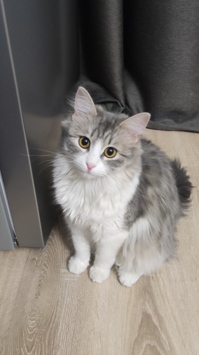 Котовторник!