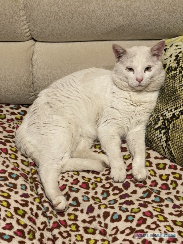 Явление кота