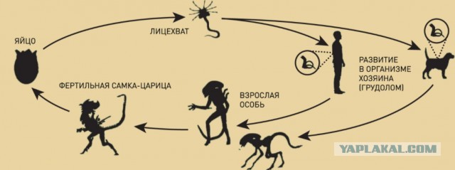 Отборные баяны 10-летней выдержки - CINEMA-2 Edition