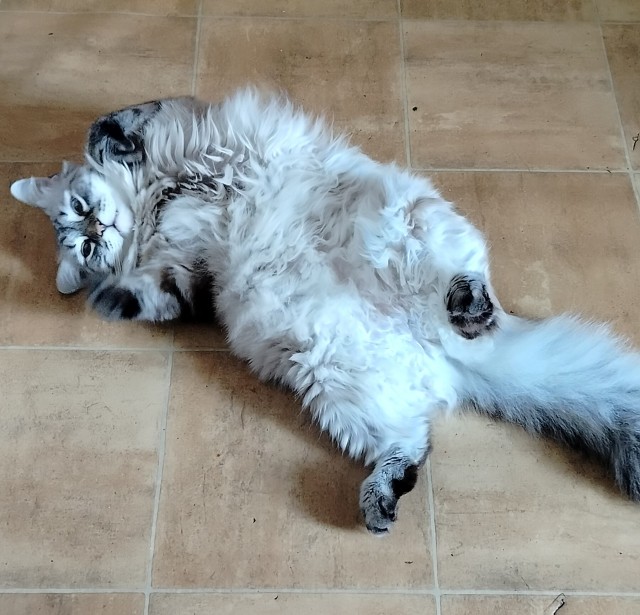Спящий кот