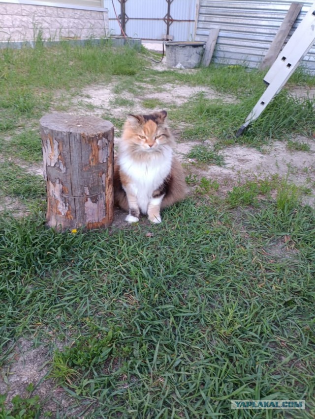 Капелька котовторниковой милоты