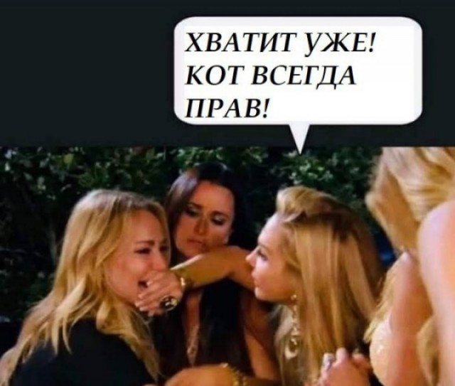 Знаменитый кот
