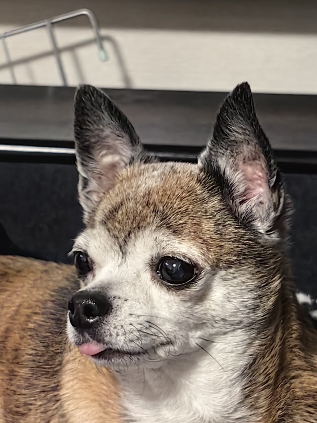 Собакочетверг!