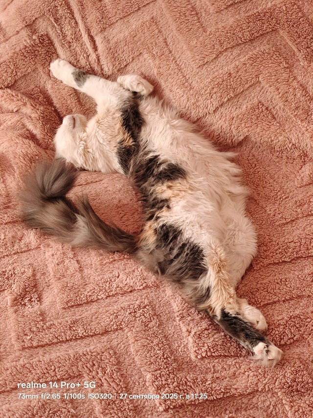 Котовторник.Наши модели