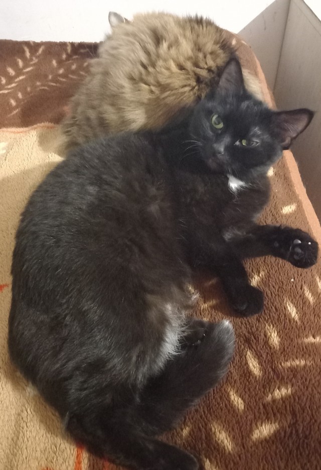 Чёрный котовторник