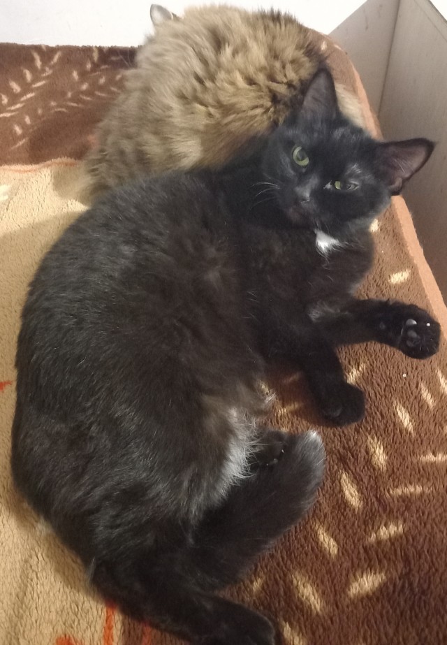 Котовторник
