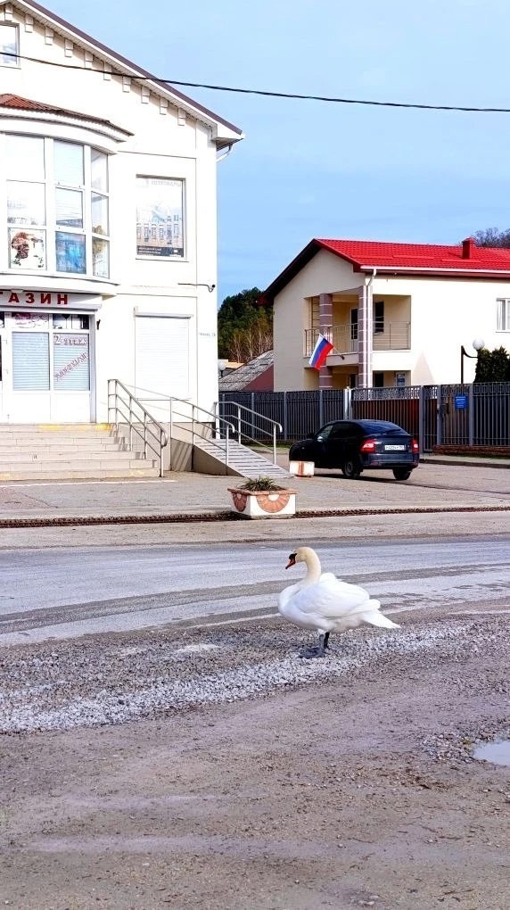 Лебедь Гоша из Абрау-Дюрсо