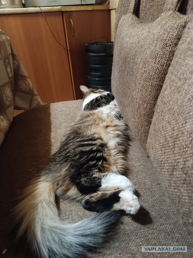 Нашелся таки хозяин (точнее хозяйка)