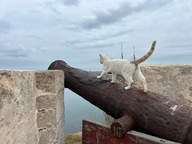 Уличные кошки Марокко