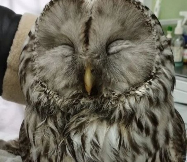 Заклевали котю