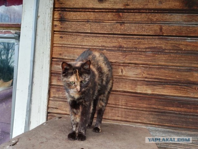 Жизнь домашнего приюта для котеек 576