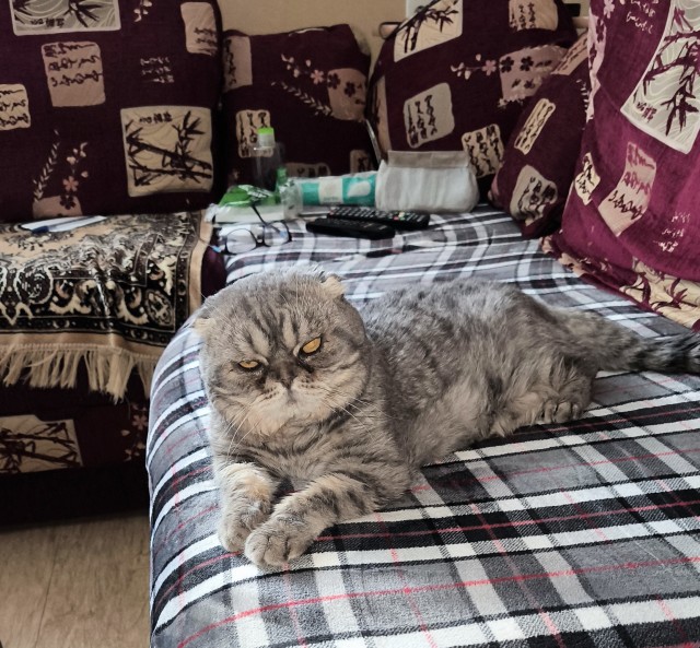 Принимайте в ряды вислоухих