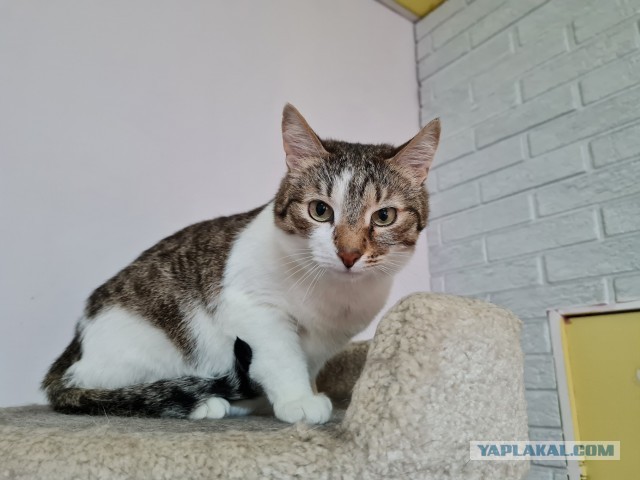 Котиков Вам в ленту