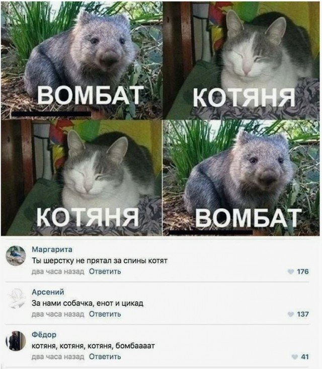 Не кормите голубей, ой вомбатов то есть