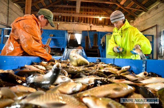 Ловцы грез: репортаж из белорусского рыбхоза