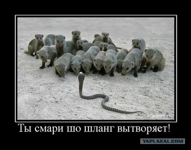 Тема для юмора