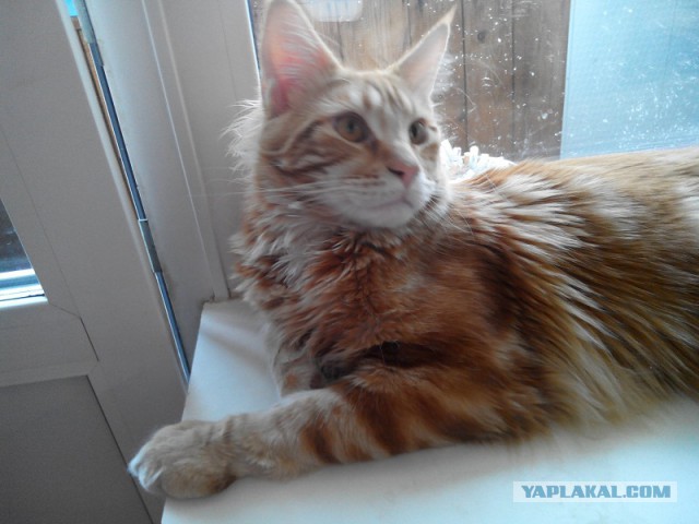 Котовторник 22.04.2014