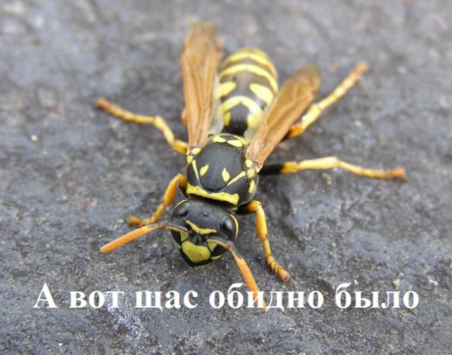 Пчела или Оса?