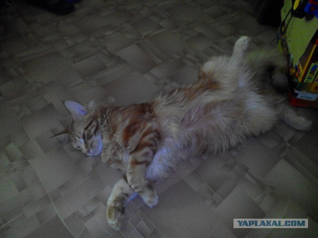 Котовторник 27.5.2014