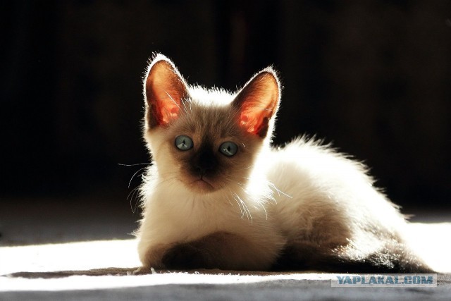 Котовторник 22.07.14