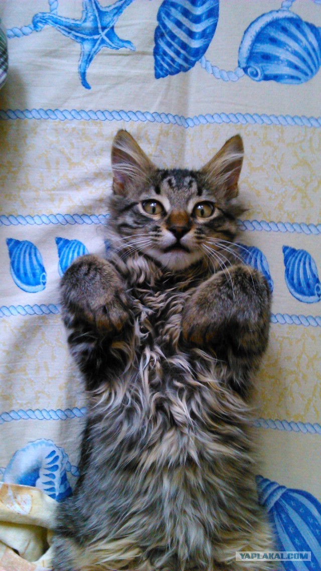Котовторник 26.08.14.