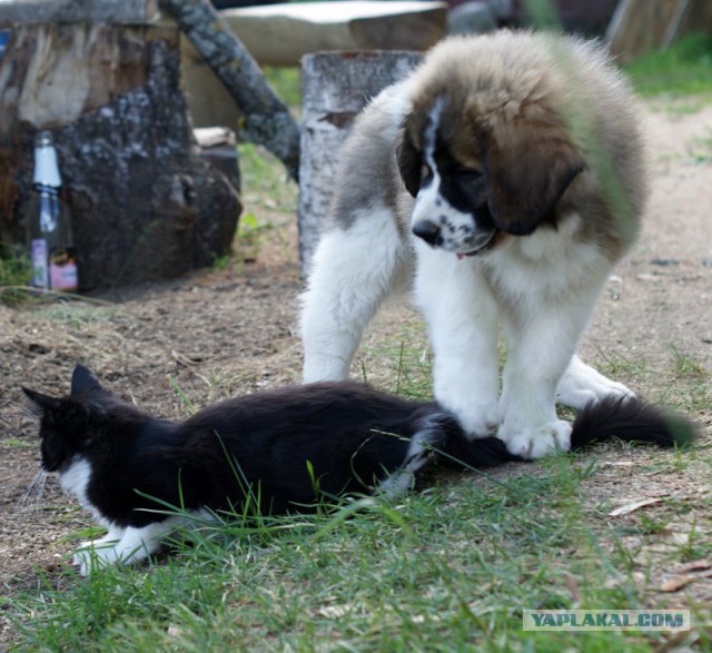 Котовторник 9.12.2014