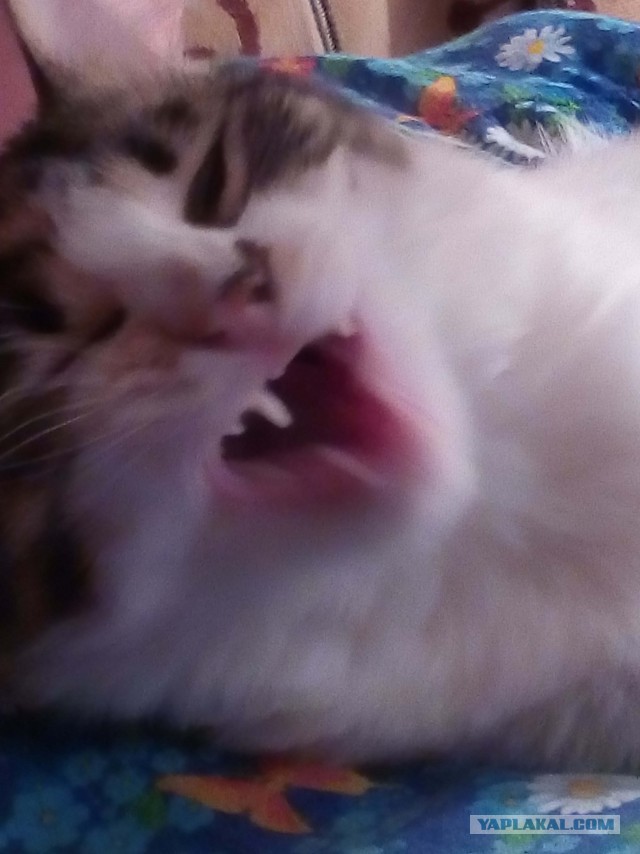 Котовторник