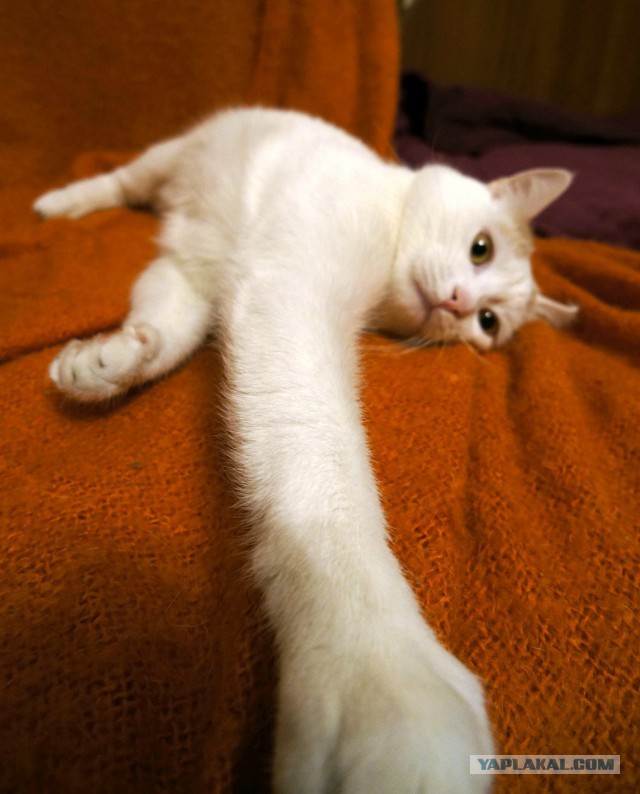 Котовторник 07 04 2015