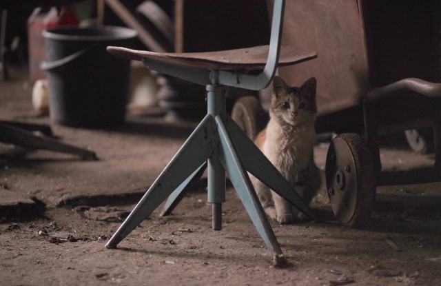 Котовторник
