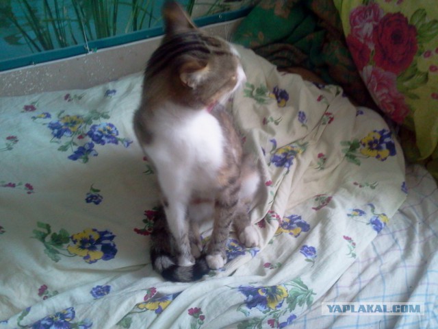 Котовторник 14.07.2015