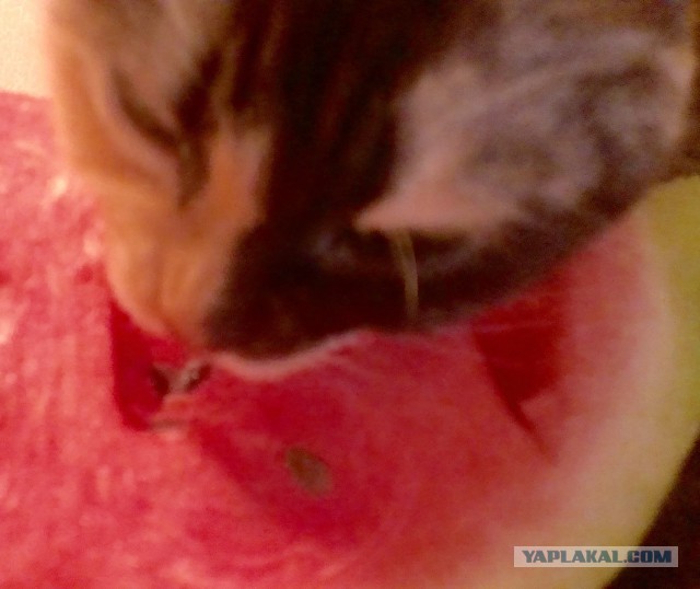 Котовторник 25.08.2015