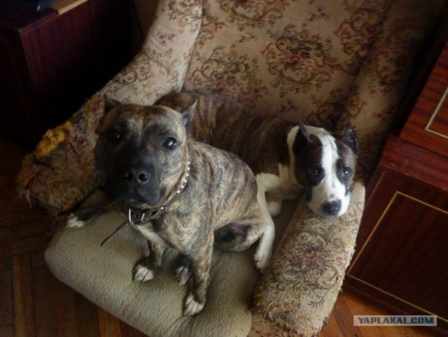 Очень добродушный песик сожрал хозяина