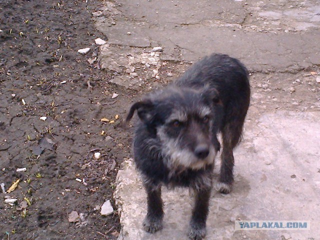 Собакочетверг 07.04.2016