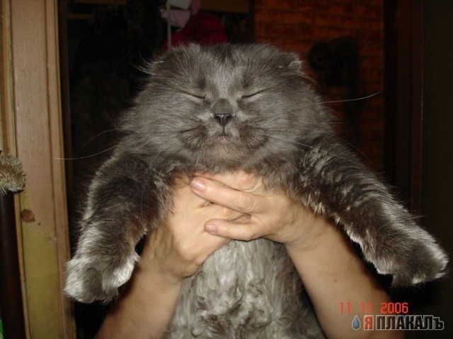Вторничный котомёт