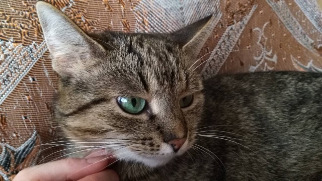 Кото-вторник 24 Мая 2016го :)