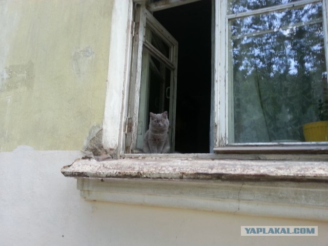 Кошки, которых я встретил на своем пути:)