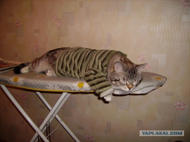 Коты пришли гладиться. Только и всего