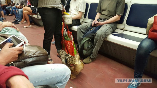 Модники из российского метрополитена