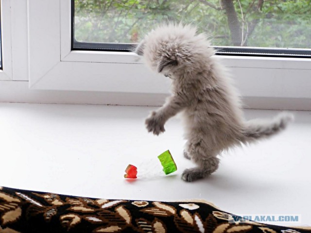 Котейки пост