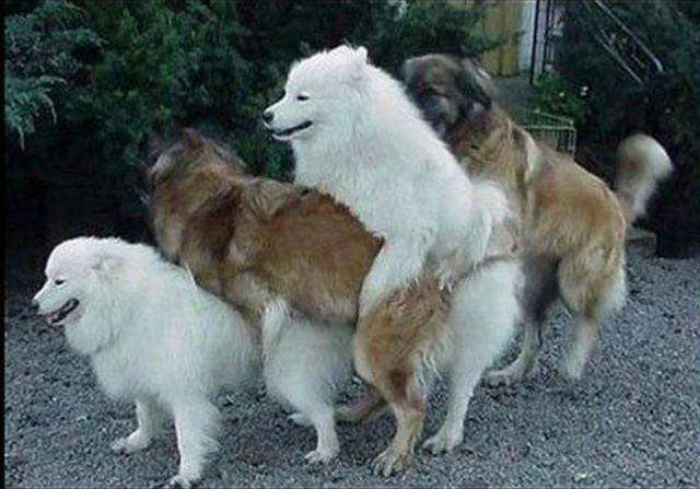 Самые смешные животные