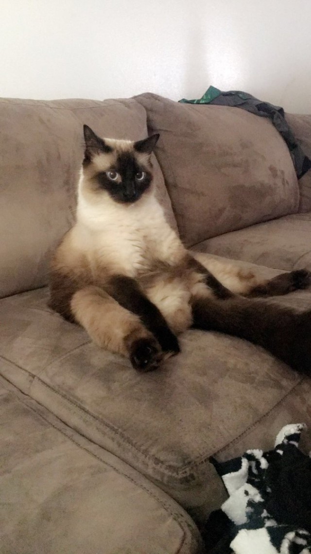 Коты из сети