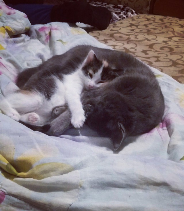 Коты из сети