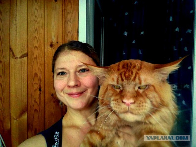 Джокер и его семья