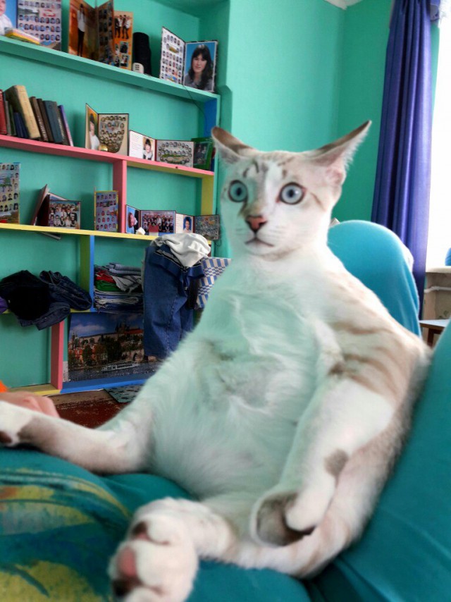 Коты и Кошки