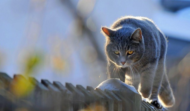 Коты и Кошки