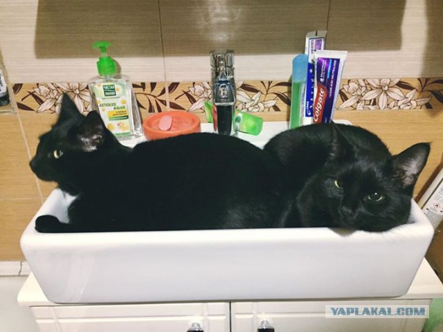 Котовторник 1.08.17