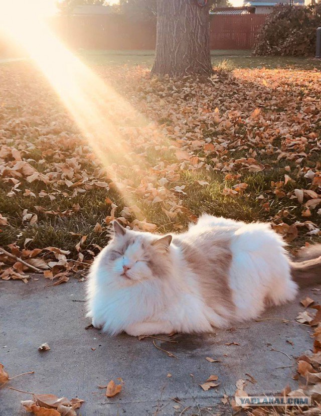 Котовторник 07.11.2017