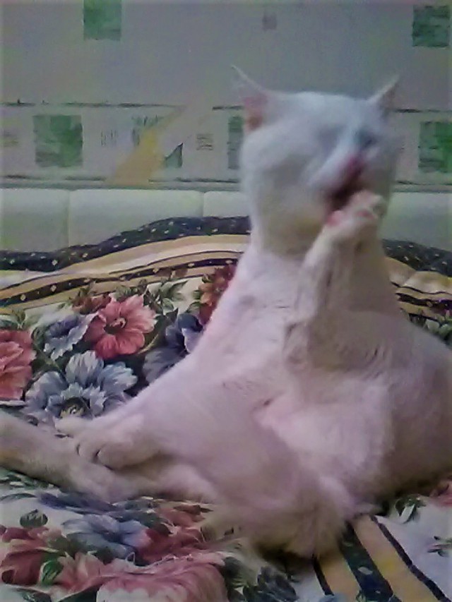 Котовторник 07.11.2017