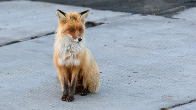 Просто Природа