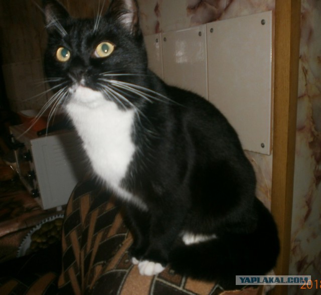 Котовторник 16.01.2018
